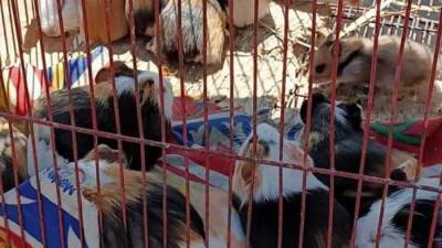 وزير التنمية المحلية: حملة مكبرة بالتنسيق مع محافظة القاهرة على سوق الجمعة