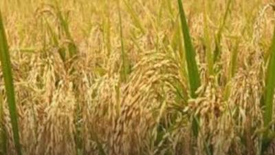 سرقه ليلًا .. لص يحصد محصول أرز أحد المزارعين في الدقهلية