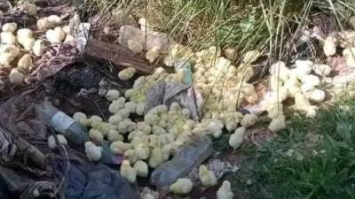 بسبب نقص الأعلاف.. إعدام ملايين الكتاكيت دون رحمه