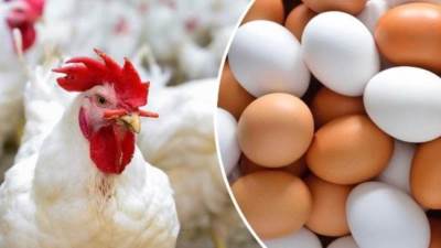 أسعار الدواجن والبيض اليوم الجمعة 3 فبراير 2023 في الأسواق