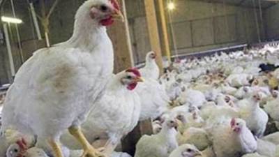 «أرتفاع جديد».. أسعار الدواجن والبيض اليوم الجمعة 17 فبراير في مصر