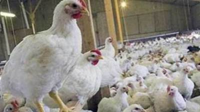 ارتفاع جديد.. أسعار الدواجن والبيض اليوم الثلاثاء 21 فبراير