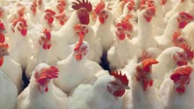 أسعار الدواجن والبيض اليوم الجمعة 24 فبراير فى الأسواق