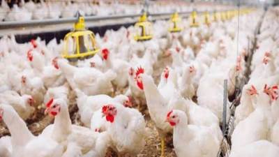 انخفاض أسعار الفراخ 20 جنيها.. والكيلو للمستهلكين بـ75 جنيها