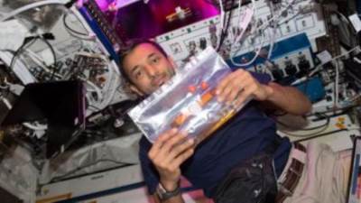 تعرف علي تجربة طريقة زراعة الطماطم في الفضاء