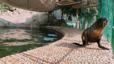 "حديقة الحيوان": استقبال الزائرين 6 أيام فى الأسبوع.. والثلاثاء راحة أسبوعية