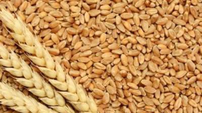 التموين تشتري 120 ألف طن قمح أوكراني.. تفاصيل