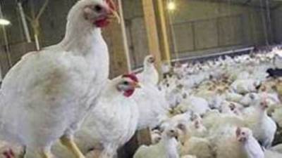 التموين: شحنة جديدة من الدواجن البرازيلي تصل الأسبوع الجاري