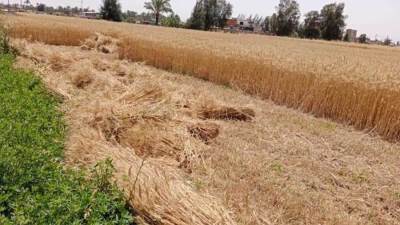 وزير الزراعة يتابع حصاد وتوريد القمح رابع أيام عيد الفطر