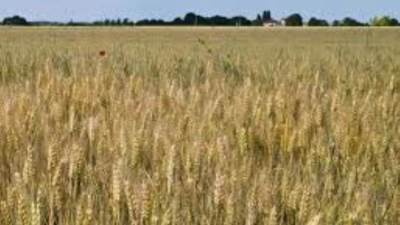 الحكومة: لا صحة لتعثر مصر فى سداد مدفوعات القمح المستورد