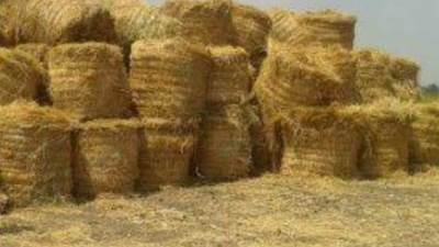 الزراعة: منظومة تدوير قش الأرز نجحت في جمع مليون و703 ألف طن