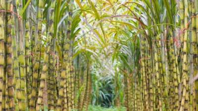 "التموين": توريد 100 ألف طن قصب من المزارعين بمصانع السكر بالصعيد